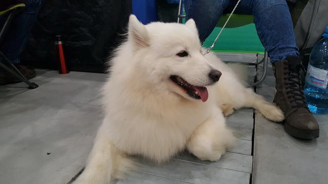 Międzynarodowa Wystawa Psów Rasowych w Bydgoszczy