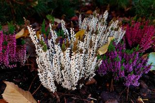 Chodźcie z nami na spacer po Ogrodzie Botanicznym UKW w Bydgoszczy. To ostatnia szansa!