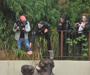 Hipopotamica Pelagia