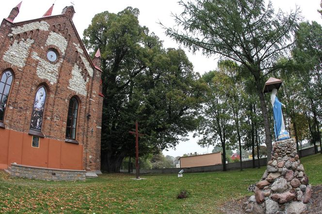 Zabytkowa lipa z Cielętnik