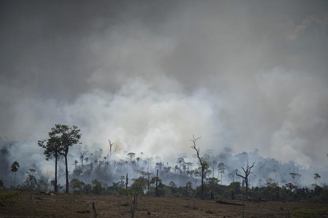 Pożar lasów deszczowych Amazonii