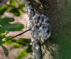 Na twoich drzewach pojawił się biały puch? Reaguj, zanim będzie za późno