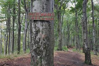 Z Wrocławia na weekend. „Niedźwiadki” i tajemniczy grobowiec