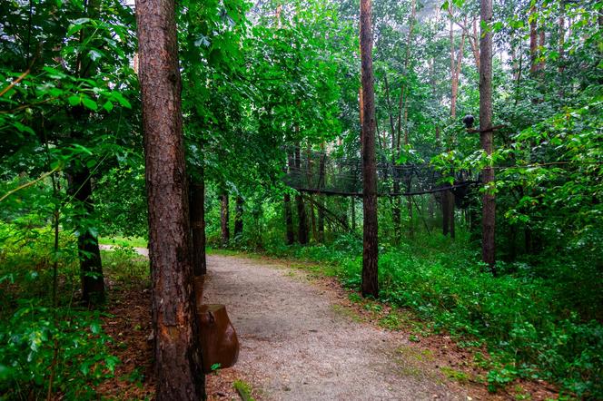 Spacer w koronach drzew w Pomiechówku – widok ze ścieżki