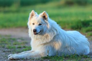 Samoyed