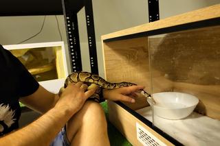 Pyton wszedł do mieszkania emerytki. Kobieta pokonała go poduszką