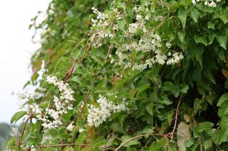 Rdestówka Auberta - Fallopia aubertii