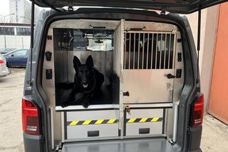Małopolska policja ma nowe radiowozy. Są dostosowane do transportu psów służbowych [GALERIA]