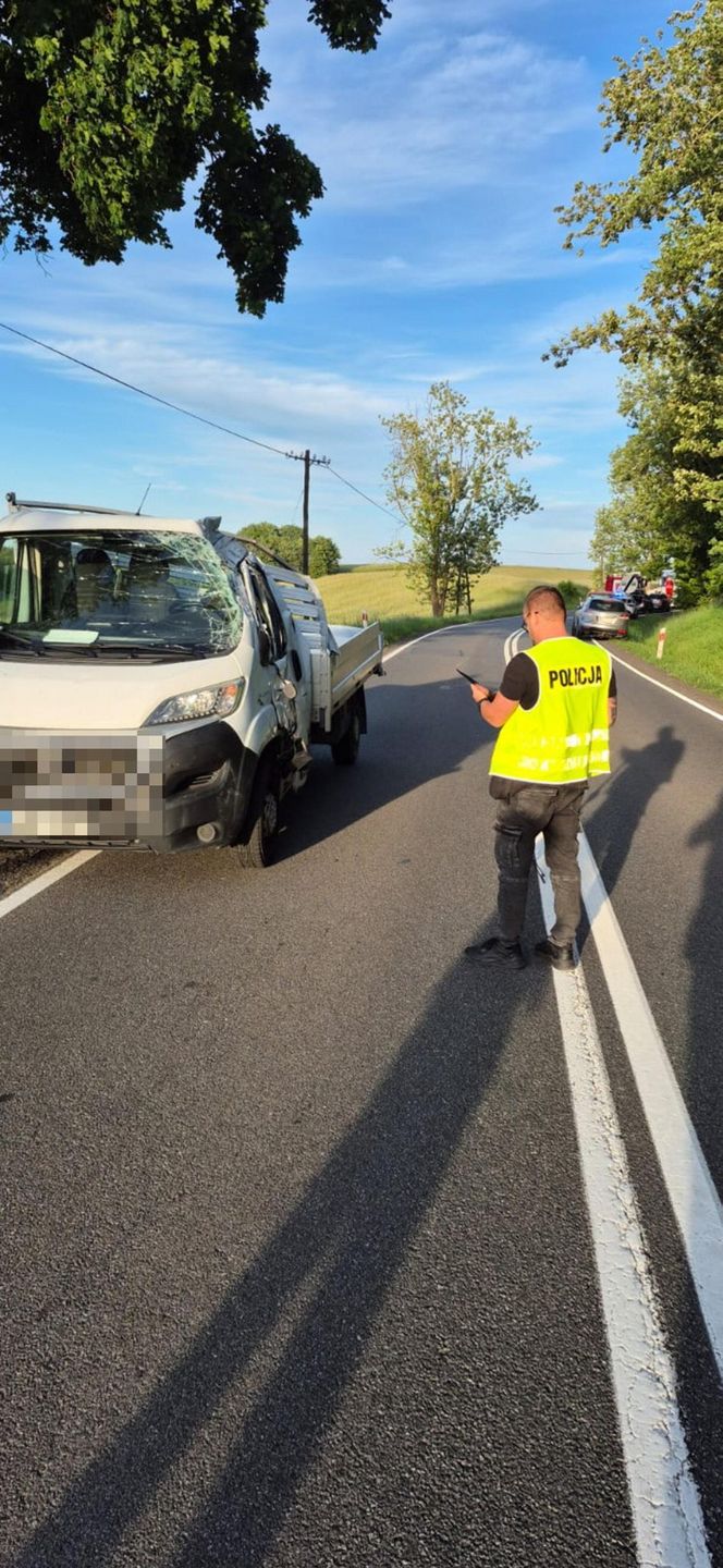 170 świń na drodze. To efekt wypadku drogowego pod Bytowem [ZDJĘCIA]