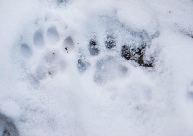 Zima w zoo we Wrocławiu. Zobacz, jak zwierzaki radzą sobie w chłodne dni 