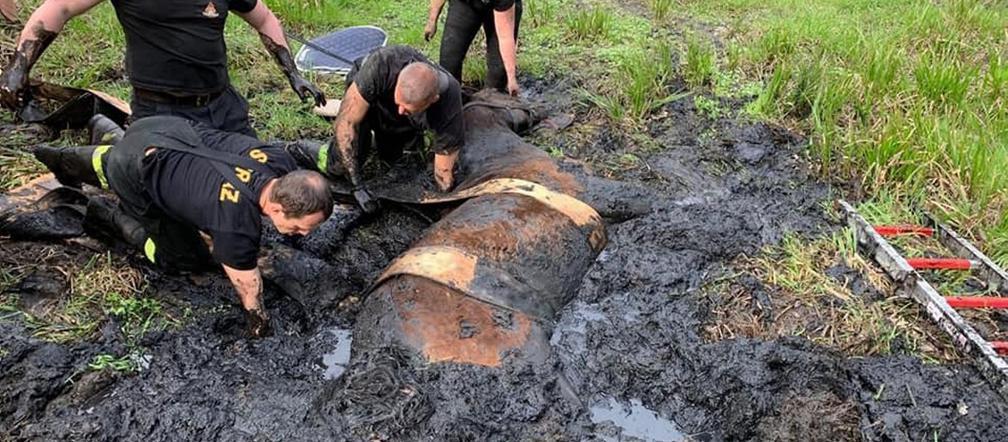 Zgubił w bagnie podkowy