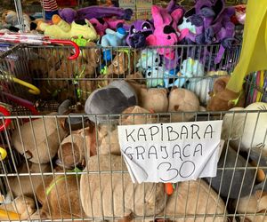 Krynica Morska to popularne miejsce na urlop. Jakie sątu ceny?