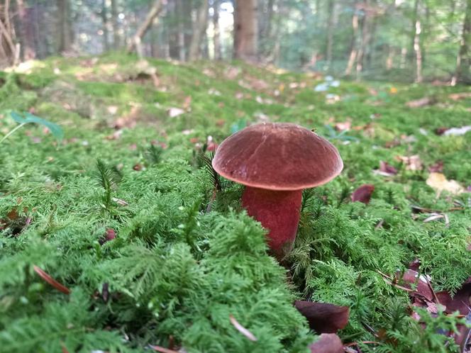 Rosną jak grzyby po deszczu! Grzybiarze szykują się na żniwa