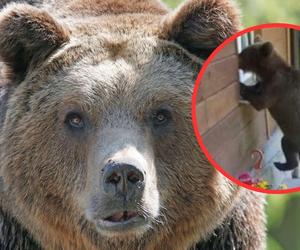 Niedźwiedzie w Bieszczadach odstraszają turystów? „Drapieżniki to problem mieszkańców” 