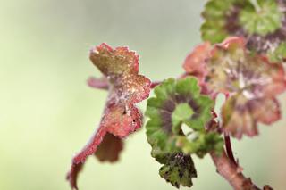 Choroby pelargonii