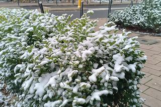 Pierwszy śnieg we Wrocławiu. Czy zima zaskoczyła kierowców? [ZDJĘCIA]