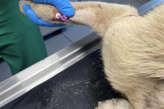 Pies słaniał się na nogach. Wstrząsająca interwencja Inspektoratu OTOZ Animals Braniewo [ZDJĘCIA]
