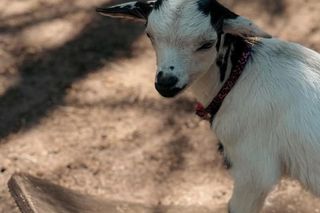 Nie wyrzucaj choinki po świętach. Zagroda 3 Siostry wie, co z nią zrobić. Koniecznie sprawdź