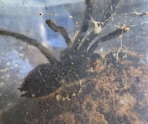 Otworzył kosz na śmieci i zamarł! Odkrycie jak z horroru w Krakowie