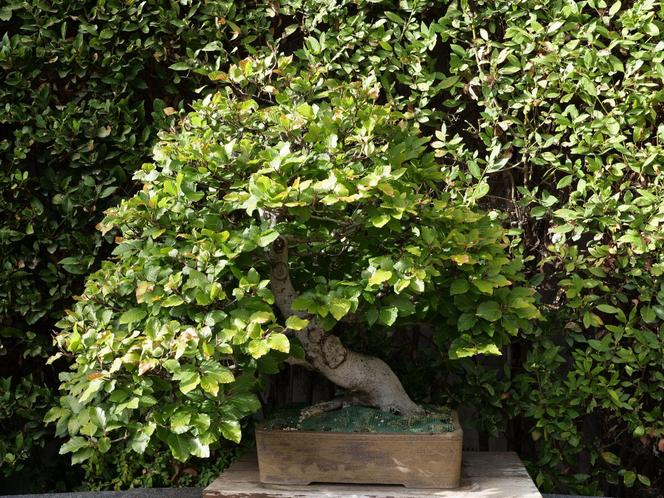 Bonsai Fagus sylvatica
