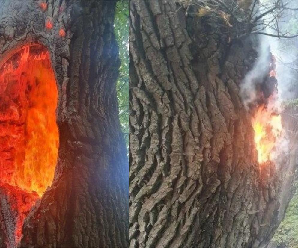 Ktoś podpalił blisko 200-letni dąb w Koronowie! Trwa szukanie sprawcy [ZDJĘCIA]