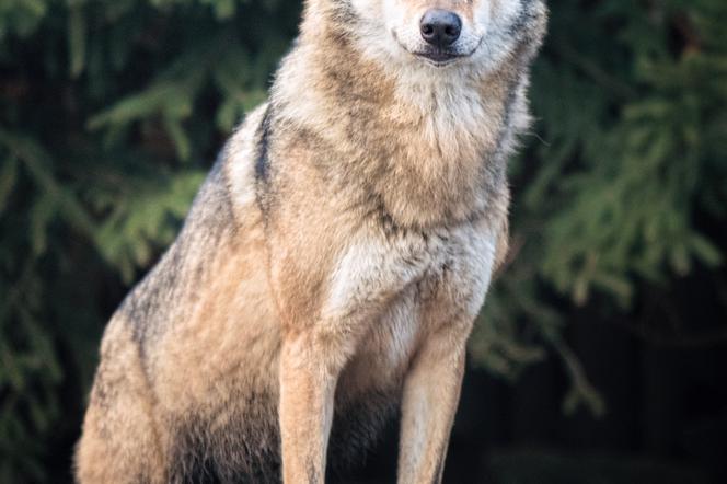 Wilcza Ostoja we wrocławskim zoo