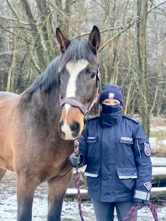 Będzie pilnował porządku w parkach i lasach. Koń Ales dołączył do szczecińskiej policji