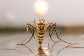 Tegoroczne fale upałów to zaledwie początek. Ekspert ostrzega, że komary mogą przenosić egzotyczne choroby