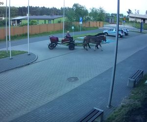 Poddębice. Wóz konny na parkingu komendy. Kierowca nietrzeźwy i z dożywotnim zakazem [ZDJĘCIA]. 