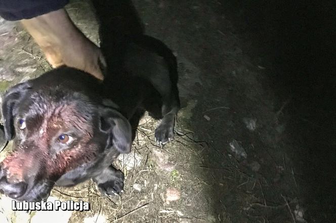 Trzciel. Uderzył psa młotkiem i zakopał go żywcem! Zdarzył się CUD [WIDEO, ZDJĘCIA]