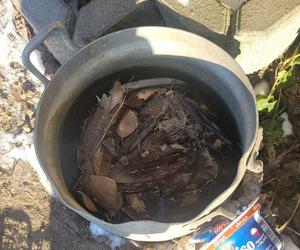 Skrajnie wycieńczone psy w Żołędowie pod Bydgoszczą. Jeden z nich nie przeżył transportu 