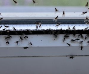 Wystarczyło trochę ciepła, by pojawiły się w naszych domach. Jak się ich pozbyć?