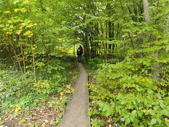 Zaczarowany ogród Alicji w Krainie Czarów i ścieżka spacerowa w lesie. Leśny Ogród Botaniczny Marszewo