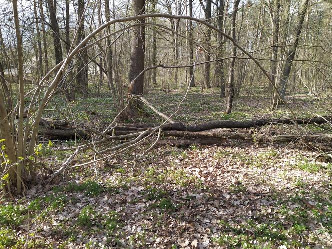 W dobie pandemii warto pomyśleć o nocowaniu w lesie. Umożliwi to wejście w bliższy kontakt z naturą...