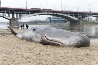 Wieloryb nad Wisłą. Historia kaszalota pod mostem Poniatowskiego