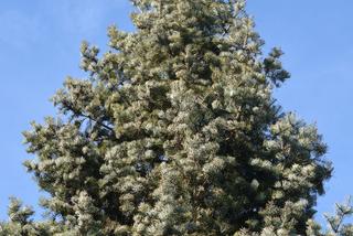 Jodła kalifornijska - Abies concolor