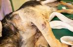 Pies Szymek z ciężkimi obrażeniami trafił do Fundacji ADA [GALERIA]