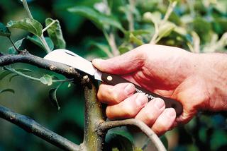 Nóż ogrodniczy do przycinania roślin