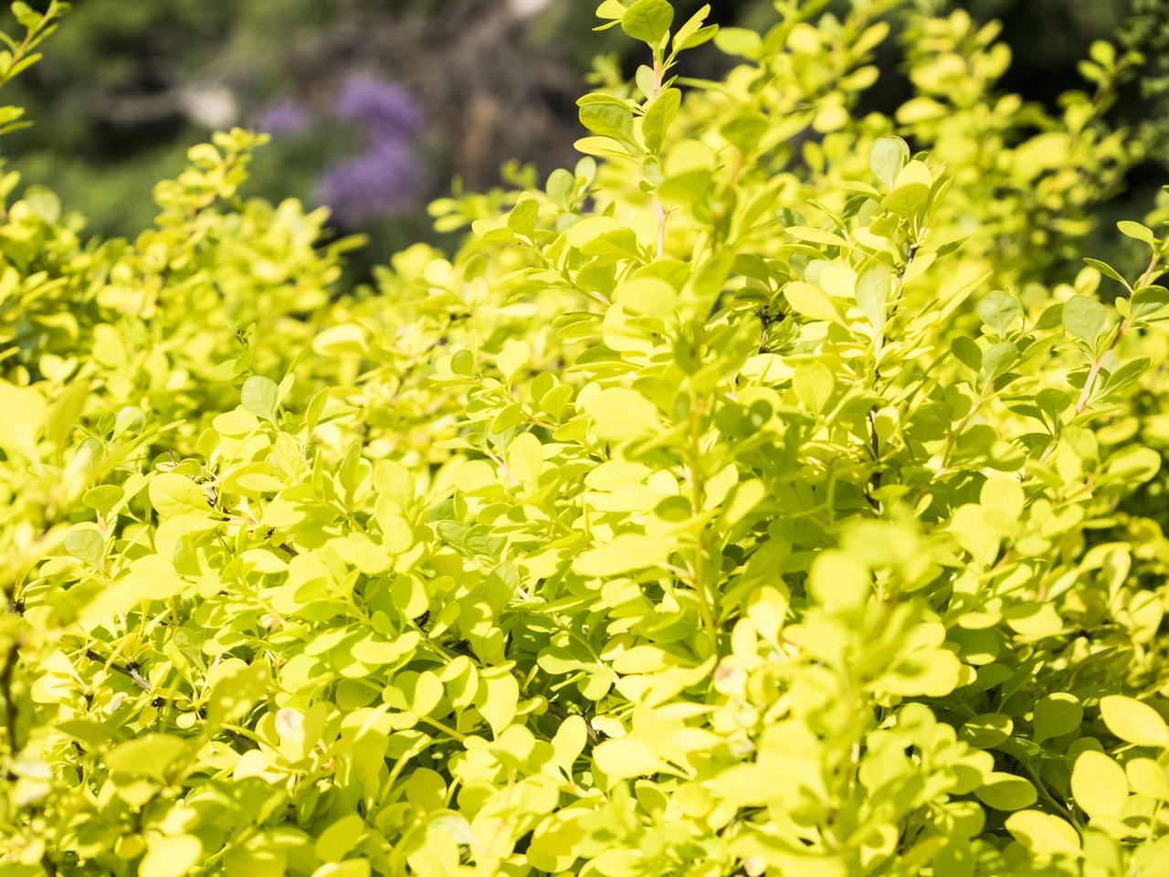 Berberys Thunberga 'Aurea' - Berberis thunbergii 'Aurea'