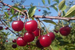 Wiśnia ‘Groniasta z Ujfehertoi’ - Prunus cerasus ‘Groniasta z Ujfehertoi’