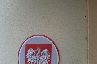 Wchodzą do domu przez okna. Inwazja biedronek azjatyckich. Mogą być niebezpieczne