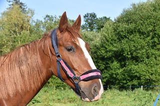 Zabił konia, bo nie mógł dodzwonić się do weterynarza. Wstrząsające zgłoszenie na policję