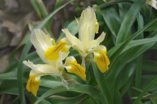 Kosaciec bucharyjski - Iris bucharica