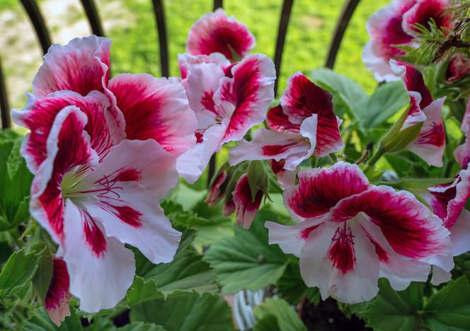 Pelargonie angielskie