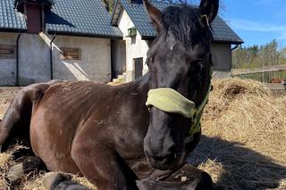 Oświęcim: właściciel konia zgotował mu piekło. Był okaleczany, bity batem i głodzony