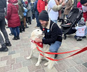 Golden Retriever WOŚP 2024 w Poznaniu. Psiaki też zbierają na dzieciaki. Kwesta na WOŚP i pokazy Golden Retrieverów 