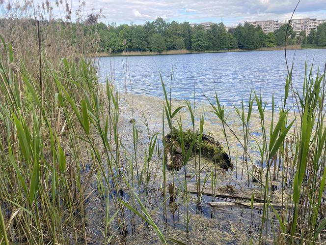 Moczarka nad jeziorem Długim - 2024