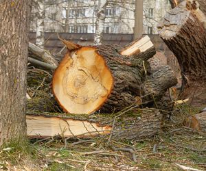 Wniosek o wycięcie drzewa lub krzewu 2024 - kiedy trzeba złożyć?
