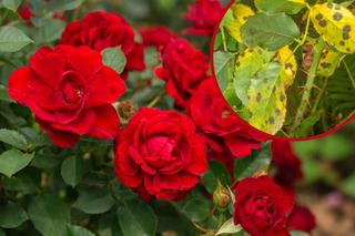 Choroby róż - jakie są najgroźniejsze? Na co chorują róże i jak je leczyć? 