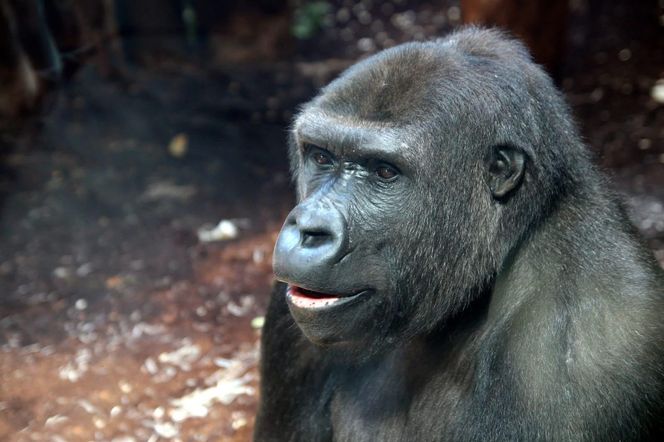 Warszawskie ZOO ma dwie nowe samice goryla srebrnogrzbietowego